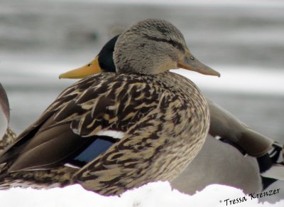 Two Head Mallard.jpg