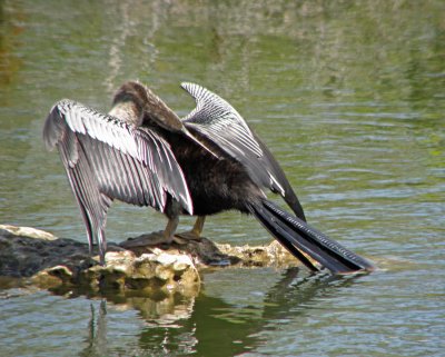 Preening Anhinga.jpg