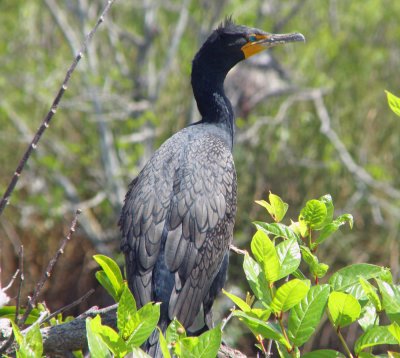 Double-crested Cormorant.jpg