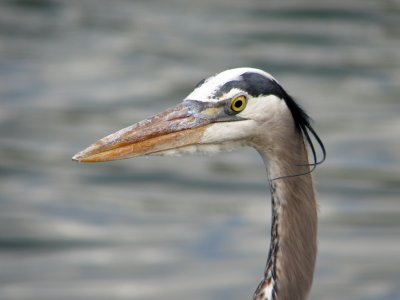Great Blue Heron.jpg