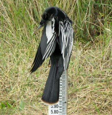 How Do I Measure Up.jpg