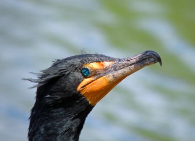 Profile.jpg