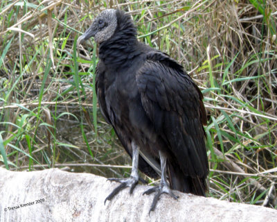 Black Vulture.jpg