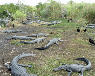 Sea of Gators.jpg