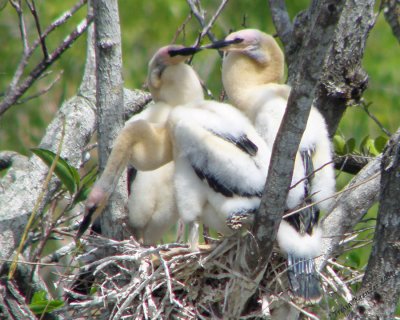 Baby Anhingas.jpg