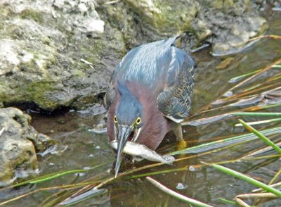 Green Heron Snack Time.jpg