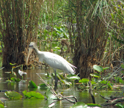 Wood Stork.jpg