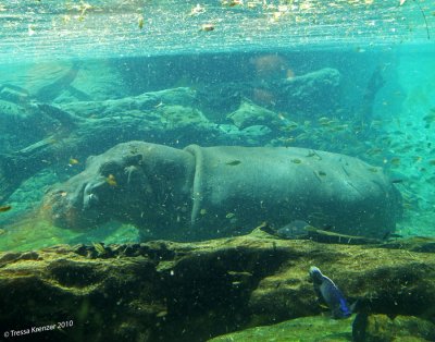 Hippo Submarine.jpg