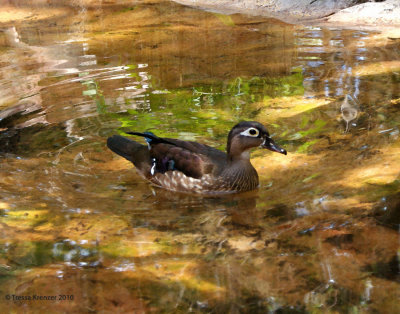 Female Wood Duck.jpg