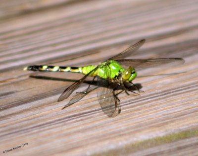 Eastern Pondhawk.jpg