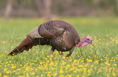 Wild-Turkey_X8L9665.jpg