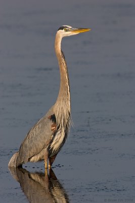 Great-Blue-Heron_X8L5575-Edit.jpg