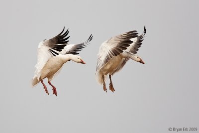 Snow-Geese_X8L8436.jpg