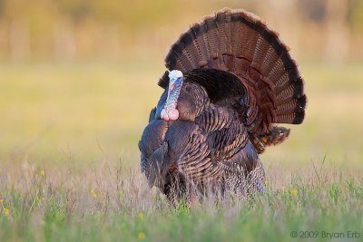 Wild-Turkey_X8L9329.jpg