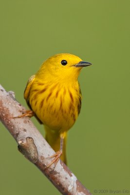 Yellow-Warbler_X8L0675.jpg