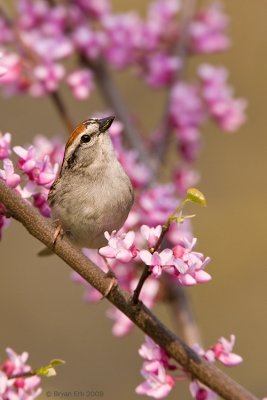 Chipping-Sparrow_X8L3105-Edit.jpg