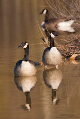 Canada-Geese_X8L9050.jpg
