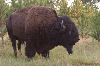 Bison-Bull__MG_0380-Edit.jpg