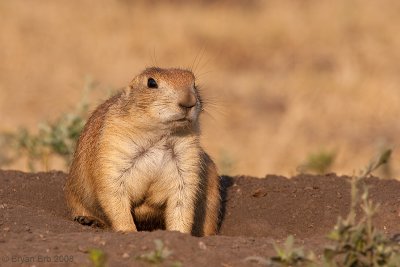 Prairie-Dog_MG_0291.jpg