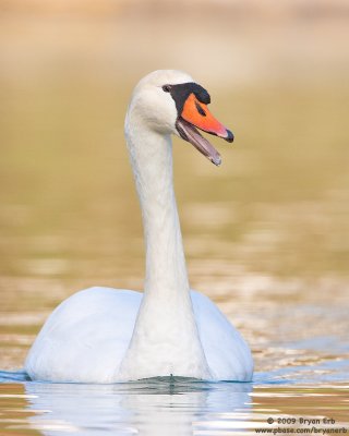 Mute-Swan_X8L7102.jpg