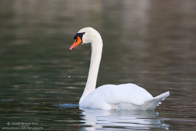 Mute-Swan_X8L7143.jpg