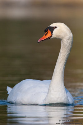 Mute-Swan_X8L7101.jpg
