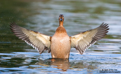 Mallard-Wing-Flap_X8L7144.jpg