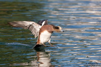 American-Wigeon-Landing_X8L7905.jpg