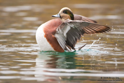 American-Wigeon_X8L7428.jpg