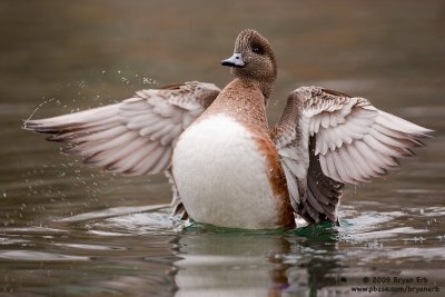 American-Wigeon_X8L7450.jpg
