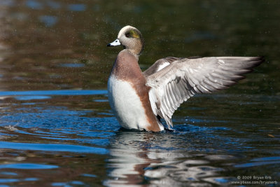 Wigeon-Wing-Flap_X8L7809.jpg