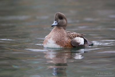 Wigeon-Female_X8L7446.jpg