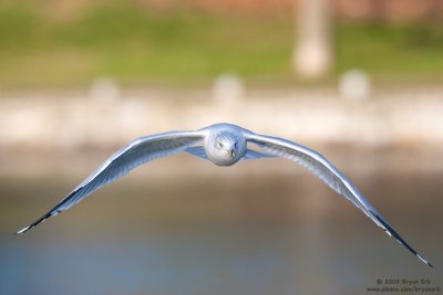 Ring-Billed-Gull_X8L7997.jpg