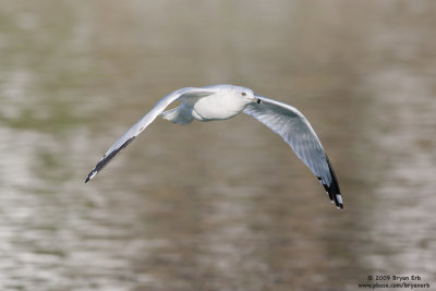 Ring-Billed-Gull_X8L7928.jpg