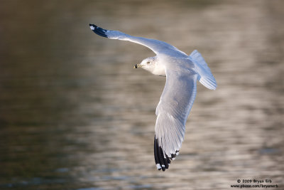 Ring-Billed-Gull_X8L8030.jpg