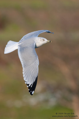 Ring-Billed-Gull_X8L8054.jpg