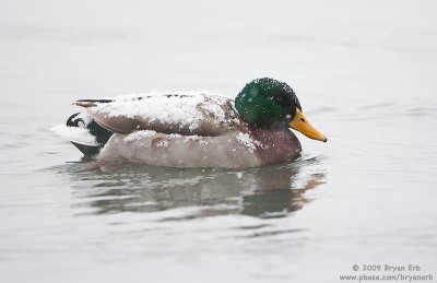 Mallard-Drake-Snow_X8L8164.jpg