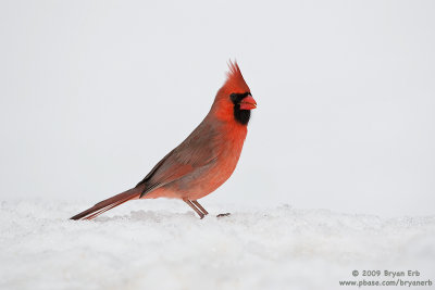 Cardinal-in-snow_X8L8324.jpg