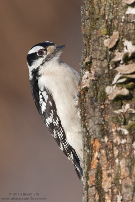 Downy-Woodpecker_X8L8346.jpg