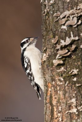 Downy-Woodpecker_X8L8351.jpg