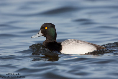 Lesser-Scaup_X8L8602.jpg