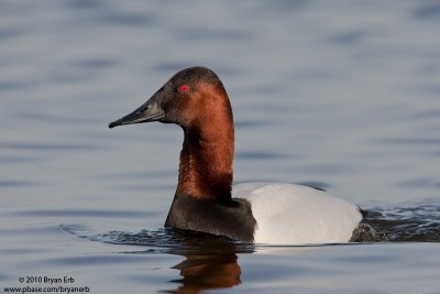 Canvasback-Drake_X8L8752.jpg