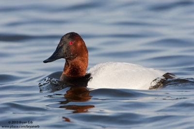 Canvasback-Drake_X8L8798.jpg