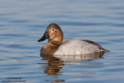 Canvasback-Female_X8L8509.jpg