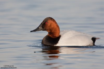 Canvasback-Draje_X8L9029.jpg