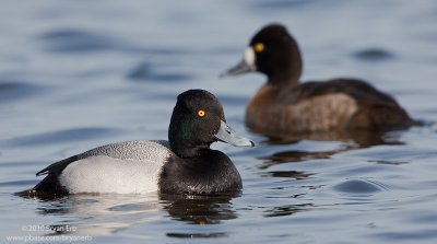 Lesser-Scaup_X8L8616.jpg