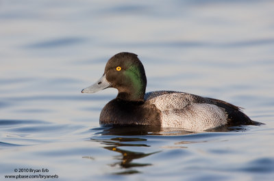 Lesser-Scaup_X8L9074.jpg