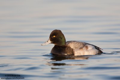 Lesser-Scaup_X8L9249.jpg