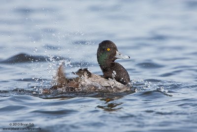 Lesser-Scaup-Bathing_X8L8647.jpg