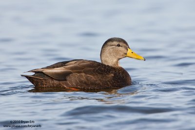 Black-Duck_X8L8645.jpg
